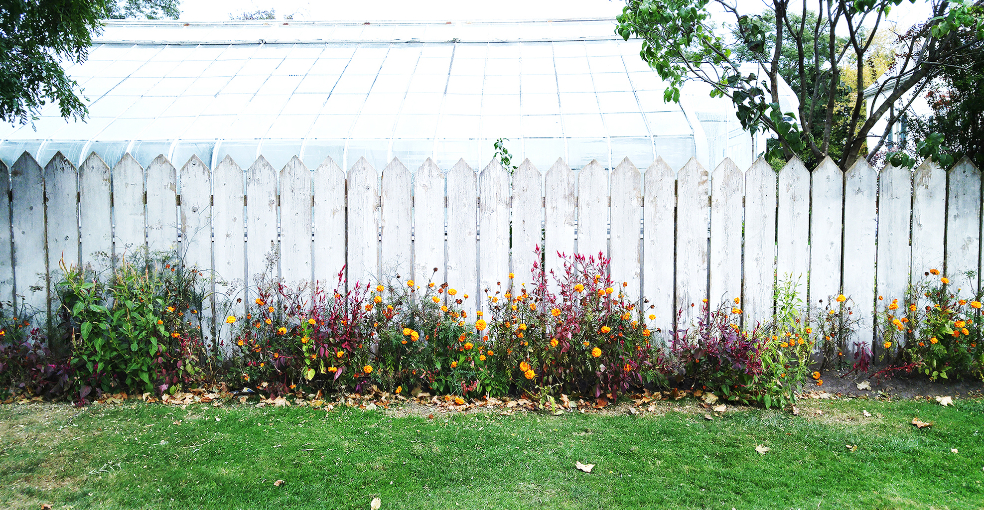 greenhouse and flowers